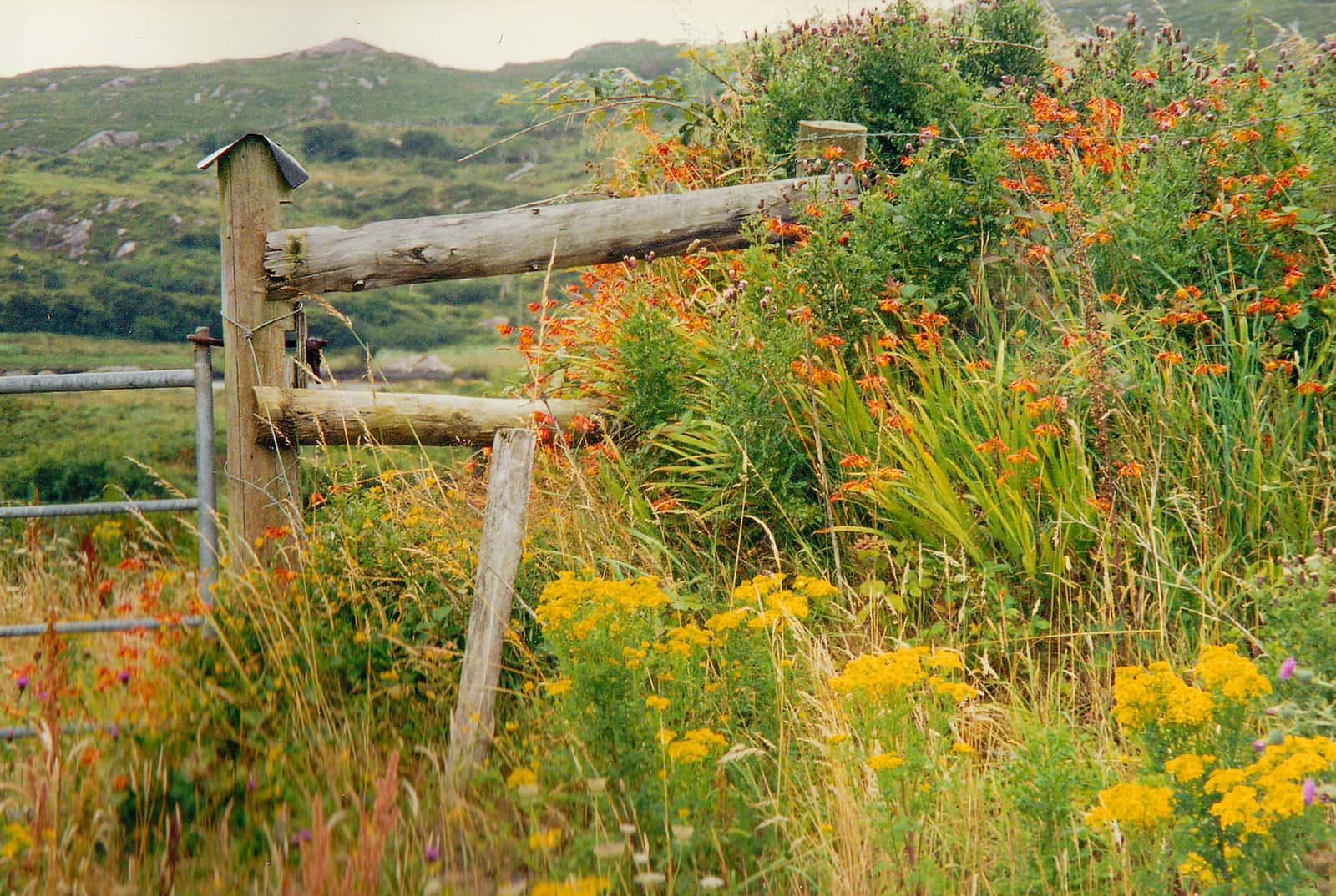 A weathered wooden post standing in a bright garden