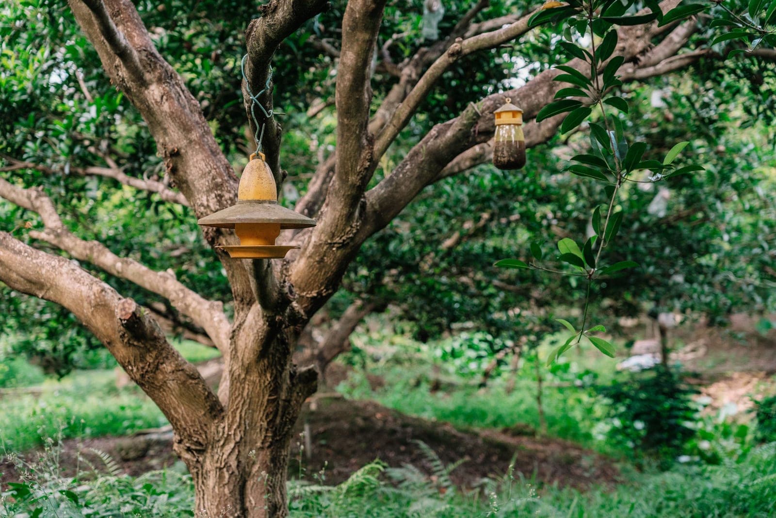A bird feeder hanging from a tree branch in soft daylight