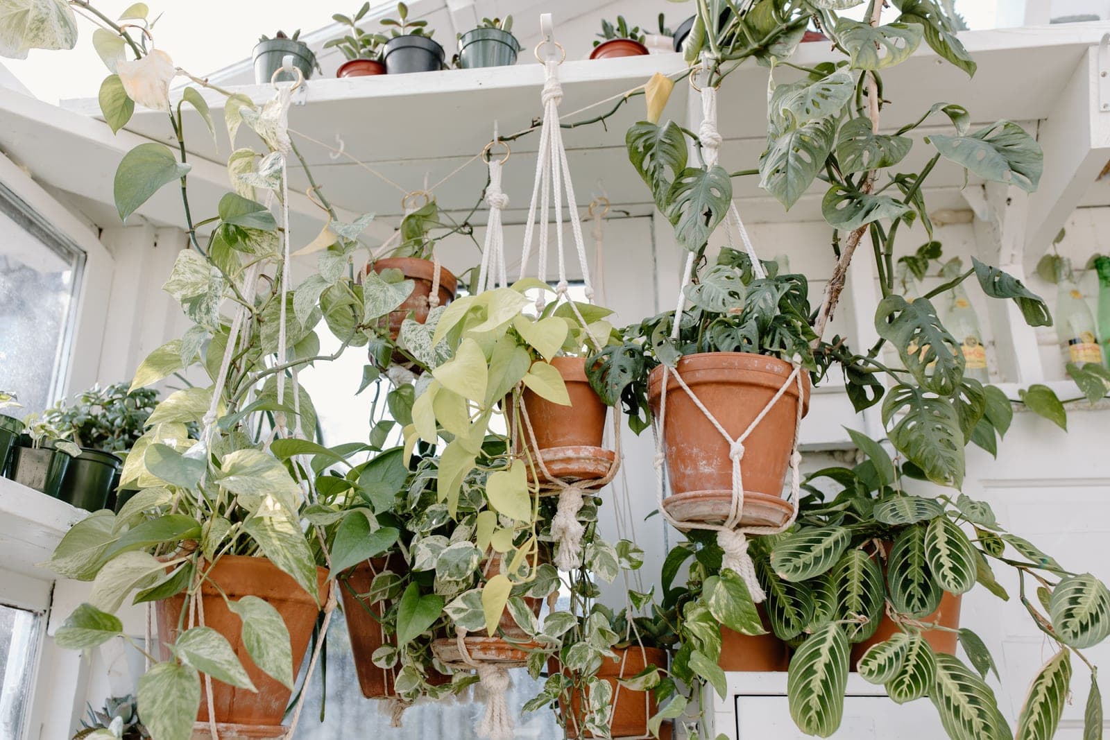 A shepherd's hook plant hanger standing in a bright garden