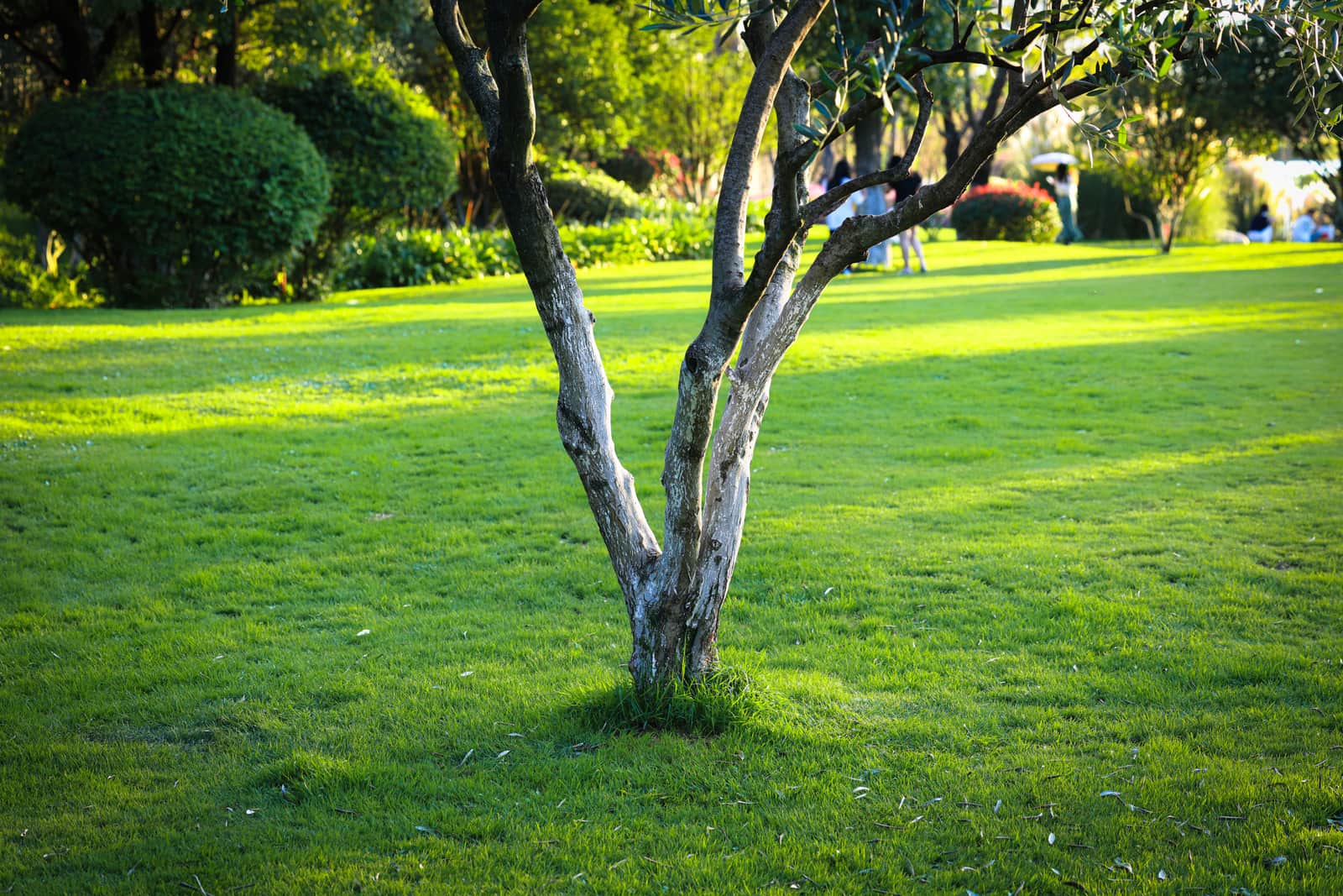 A tree trunk in a bright, open garden