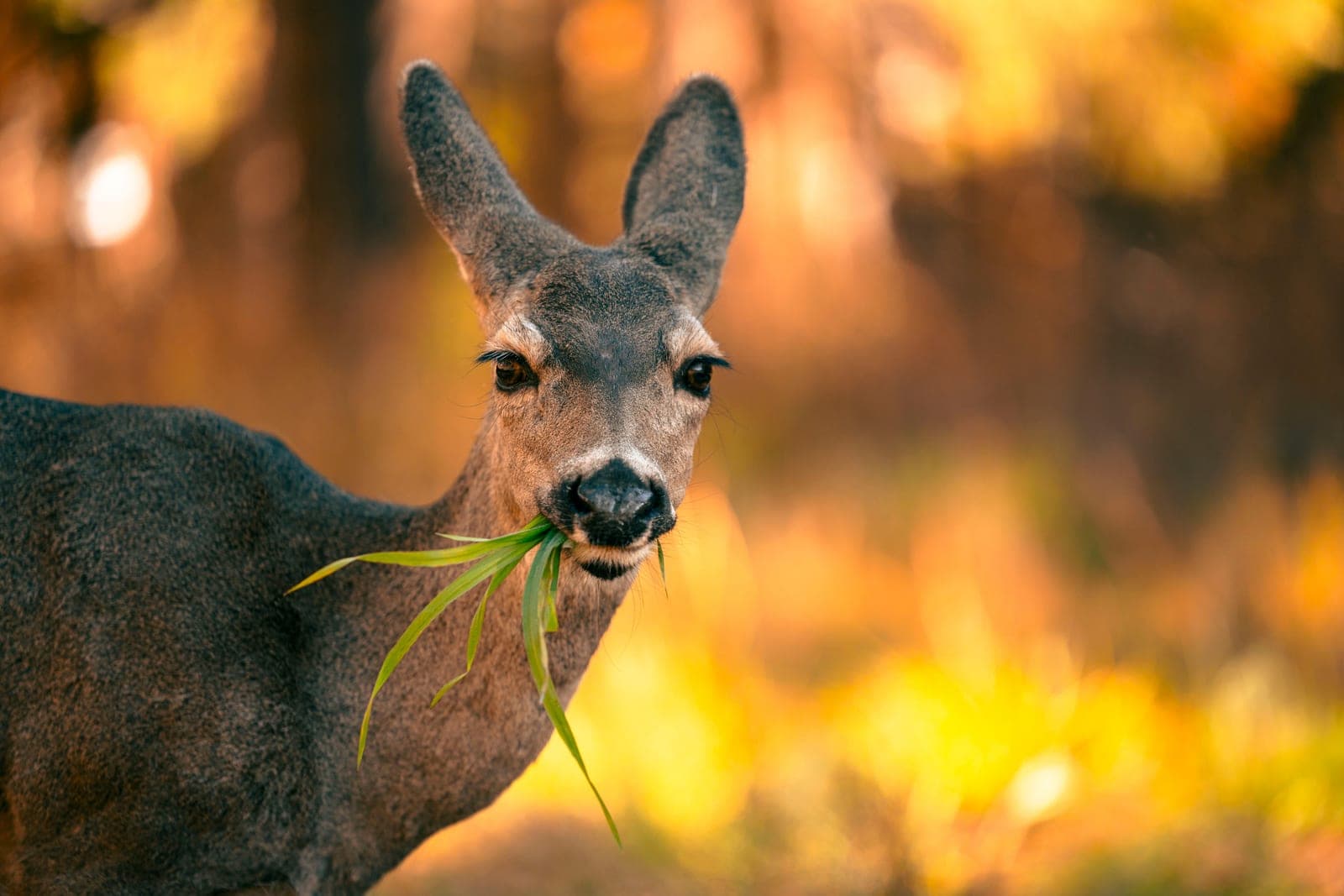 A deer browsing on garden plants