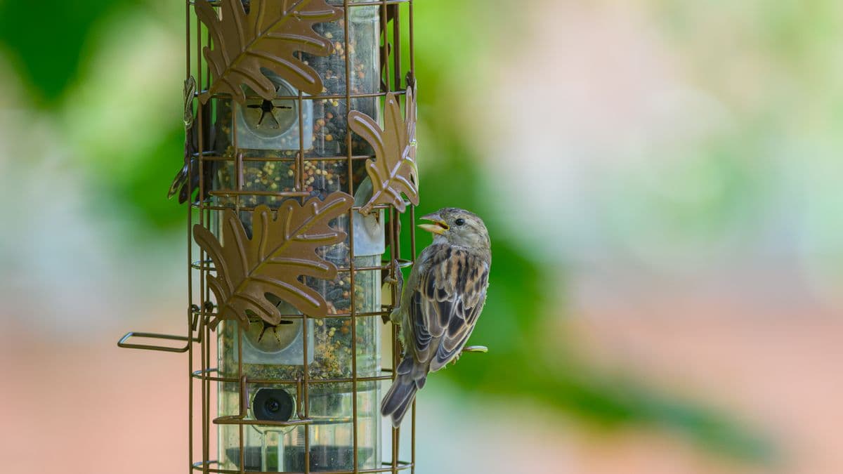 A small bird perched at a feeder with a camera housing