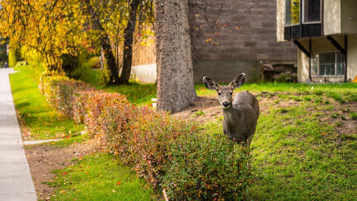 A deer standing at the edge of a garden border