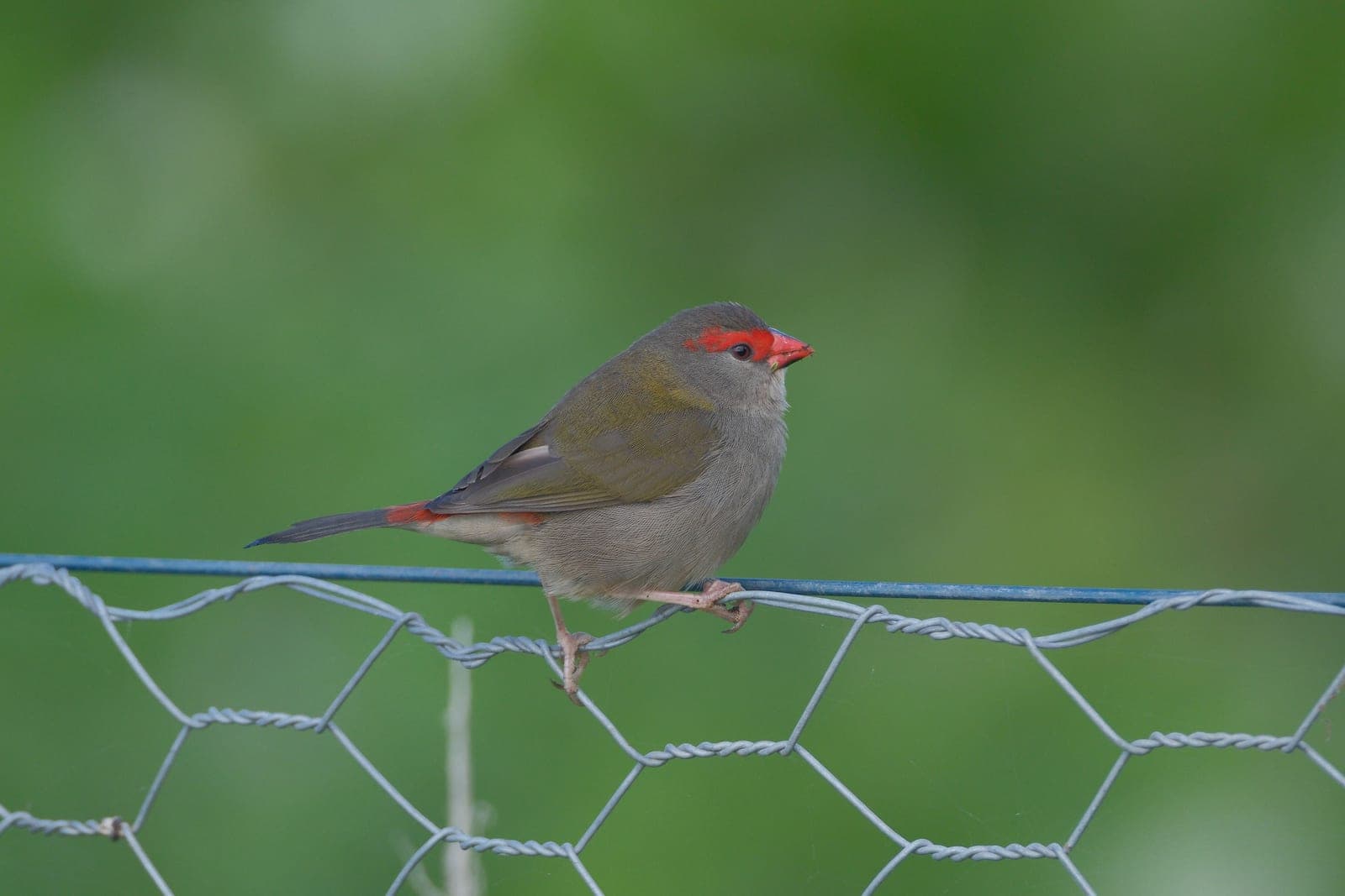 A finch perched on a wire cage feeder