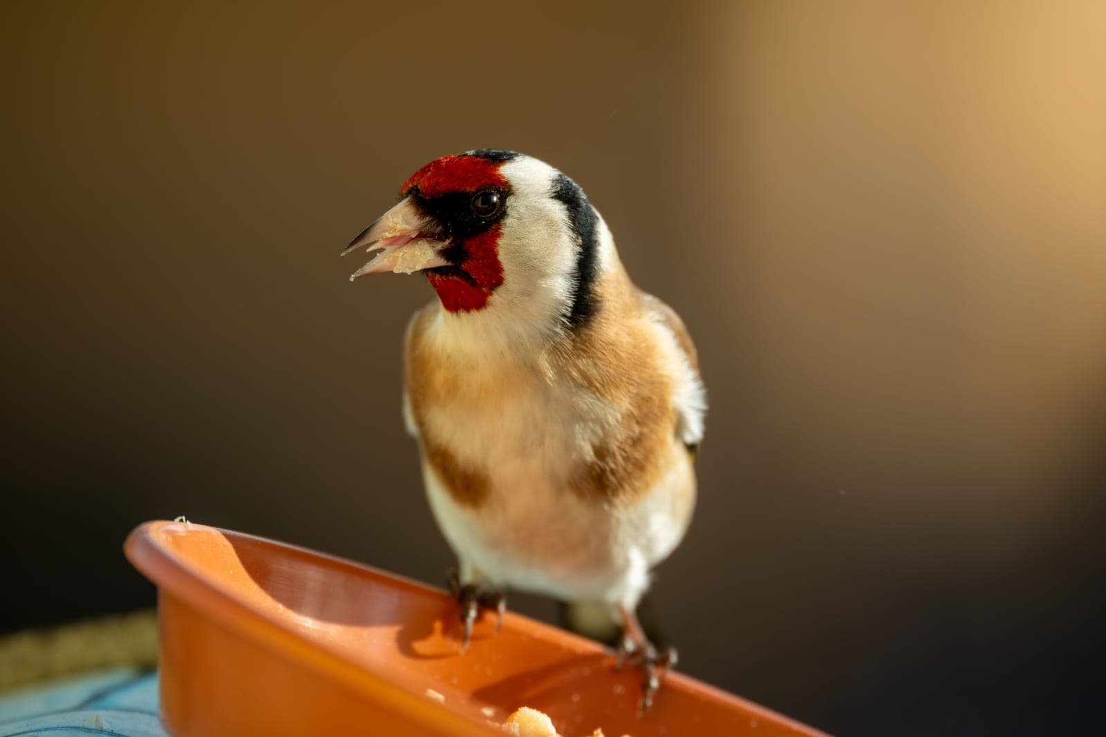 A small bird perched at a garden feeder in bright daylight