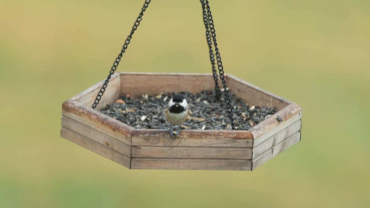 A small bird feeding at a simple hanging feeder in a garden
