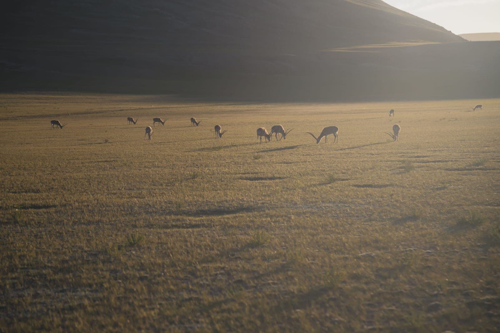 A deer standing in a field at dusk