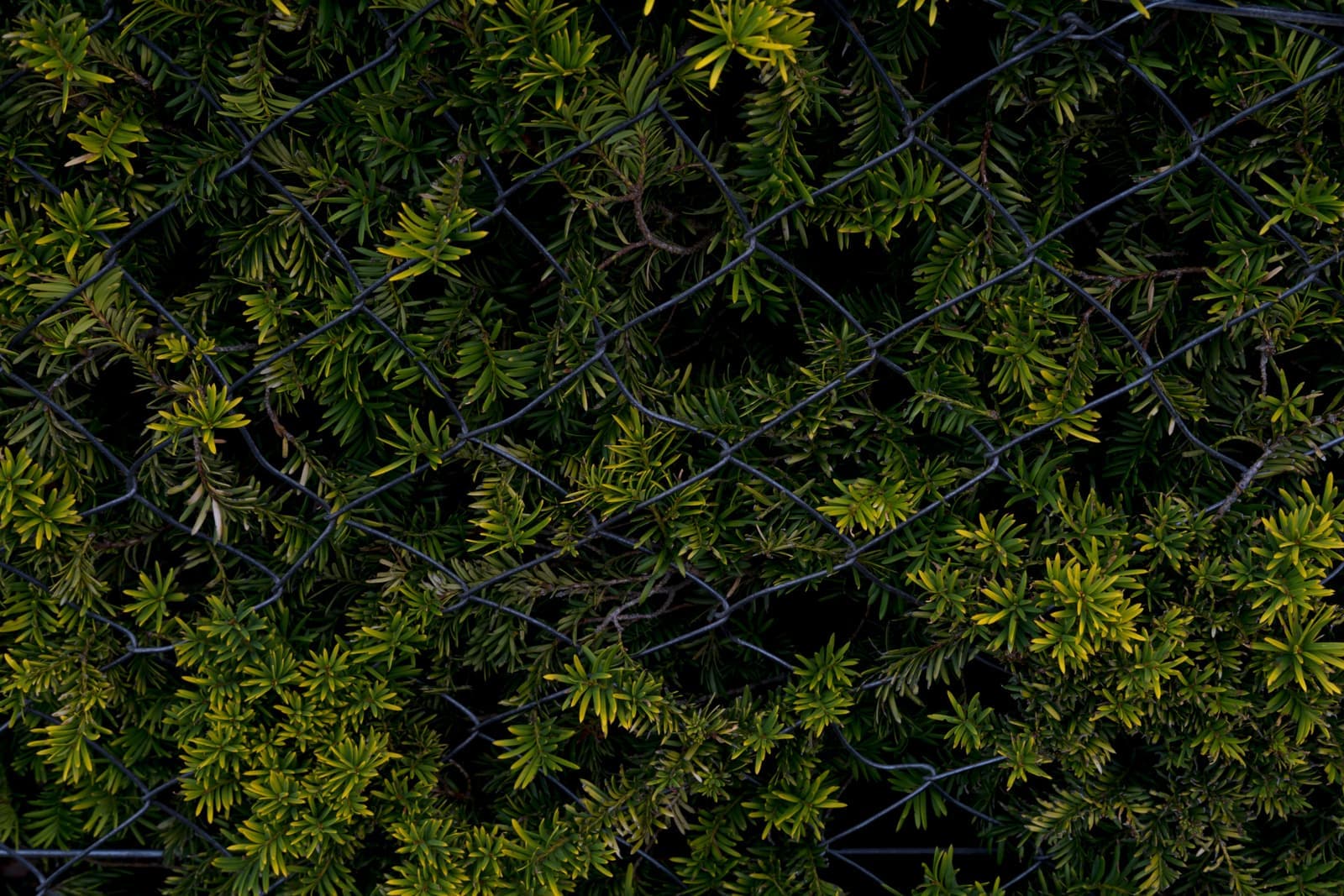 A wire fence enclosing a vegetable garden