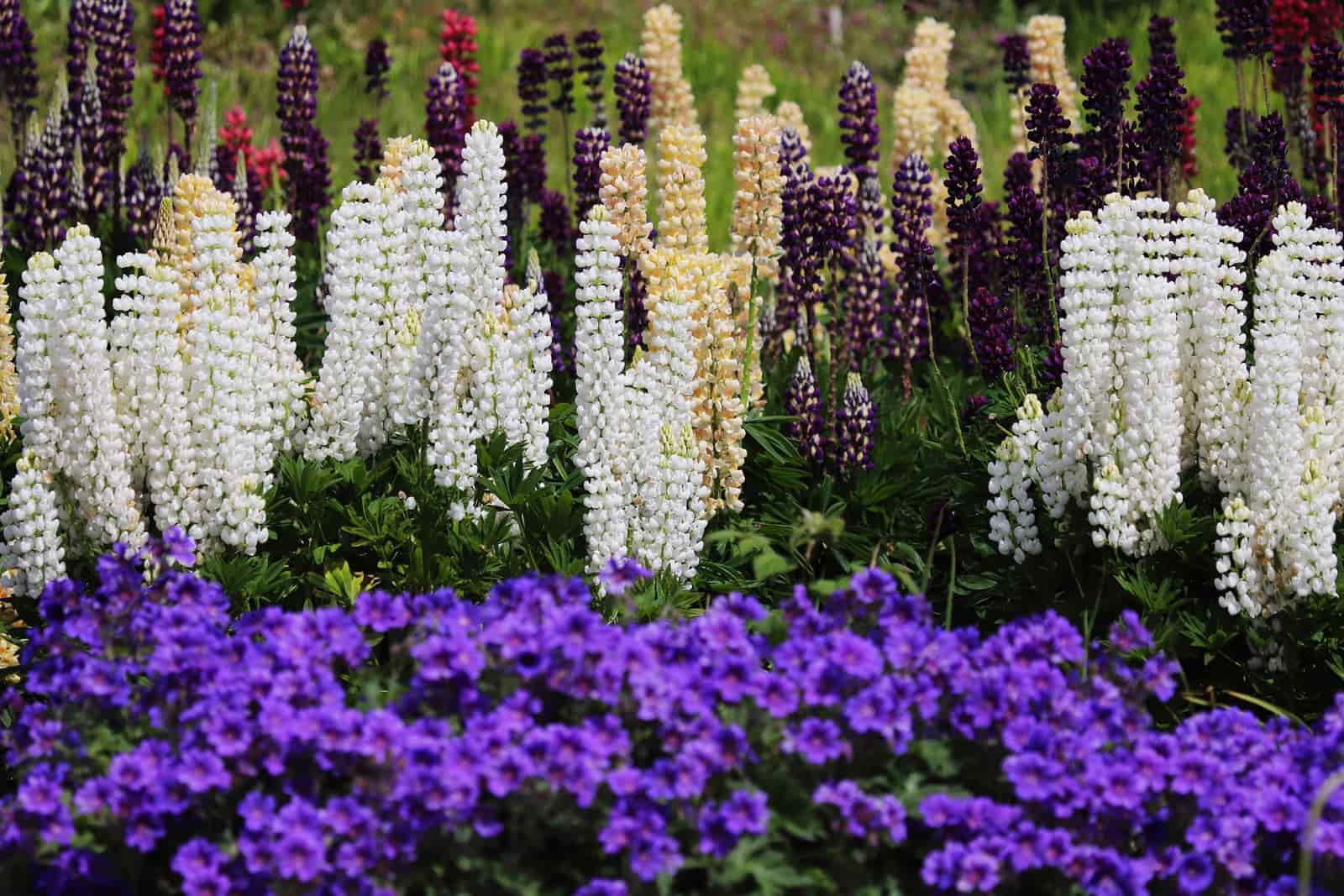 Lavender flowers along a sunny garden border