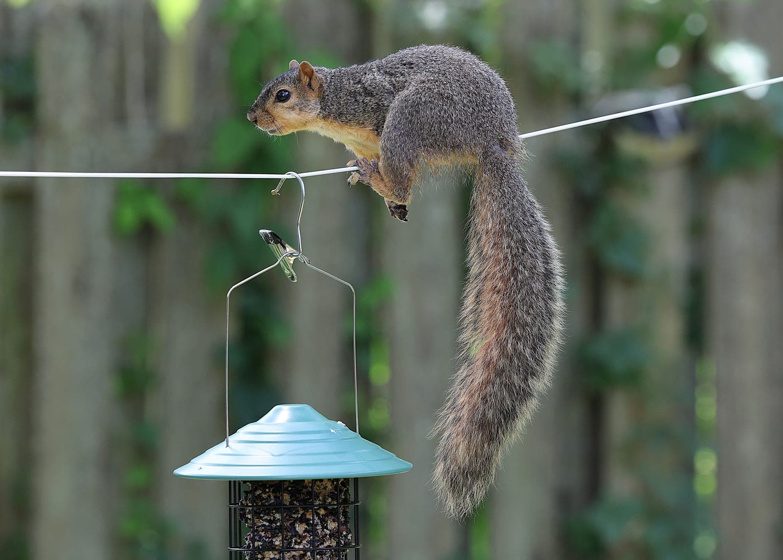 A squirrel perched on a bird feeder