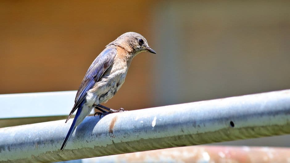 An eastern bluebird perched on a metal pipe
