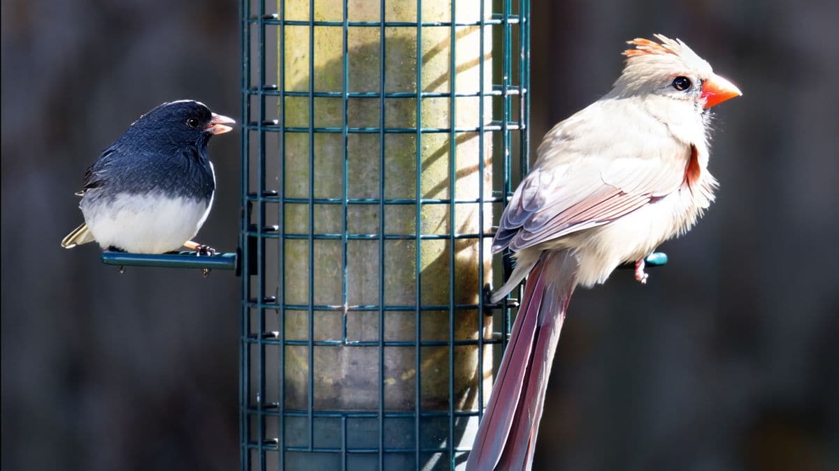 A bird feeder pole standing in an open lawn with clear space around it