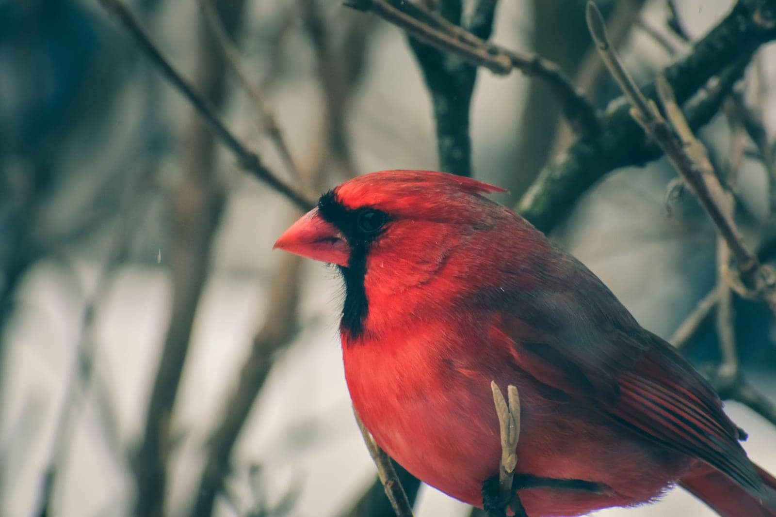 A northern cardinal perched on a branch in winter light