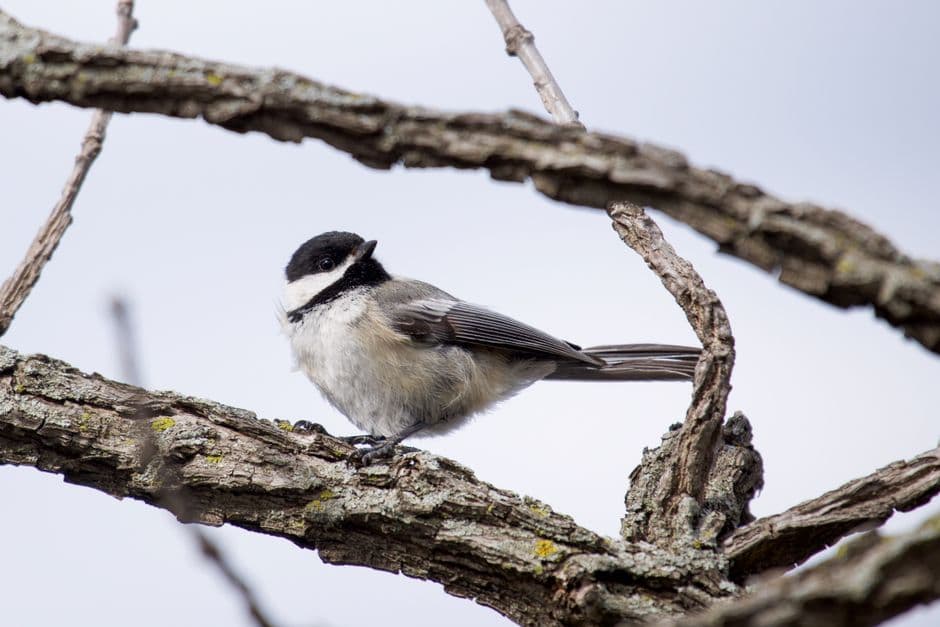A black-capped chickadee perched on a tree branch