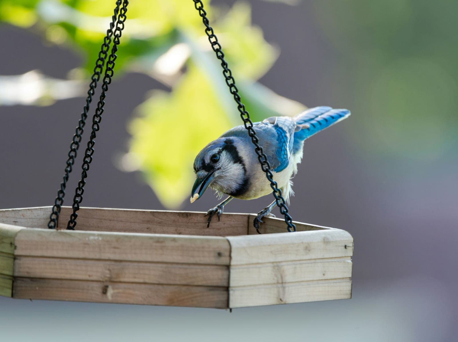 A blue jay perched at a garden feeder