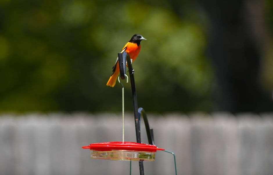 A Baltimore oriole perched on a backyard feeder