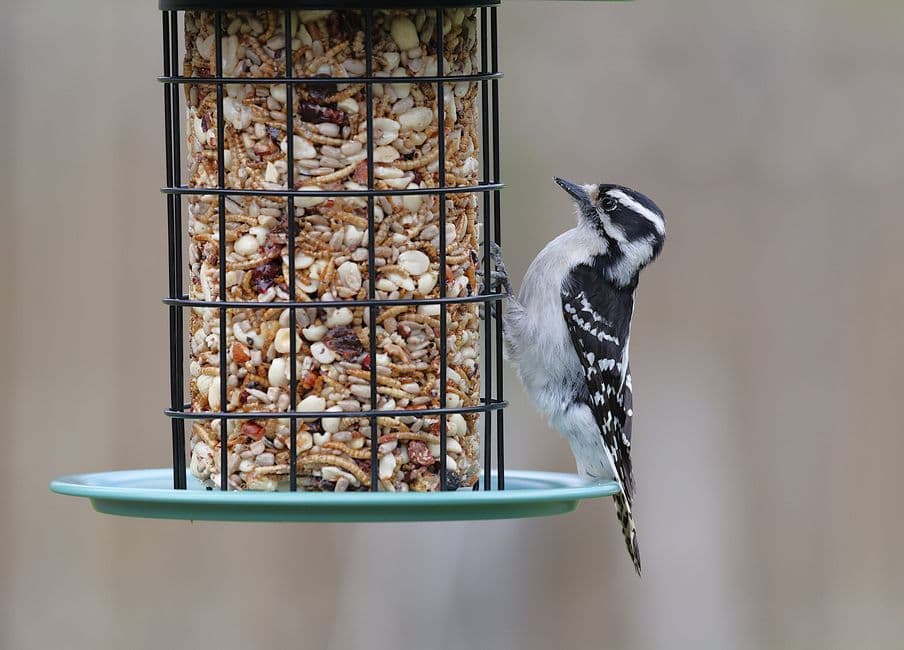 A downy woodpecker on a backyard bird feeder filled with seeds and nuts