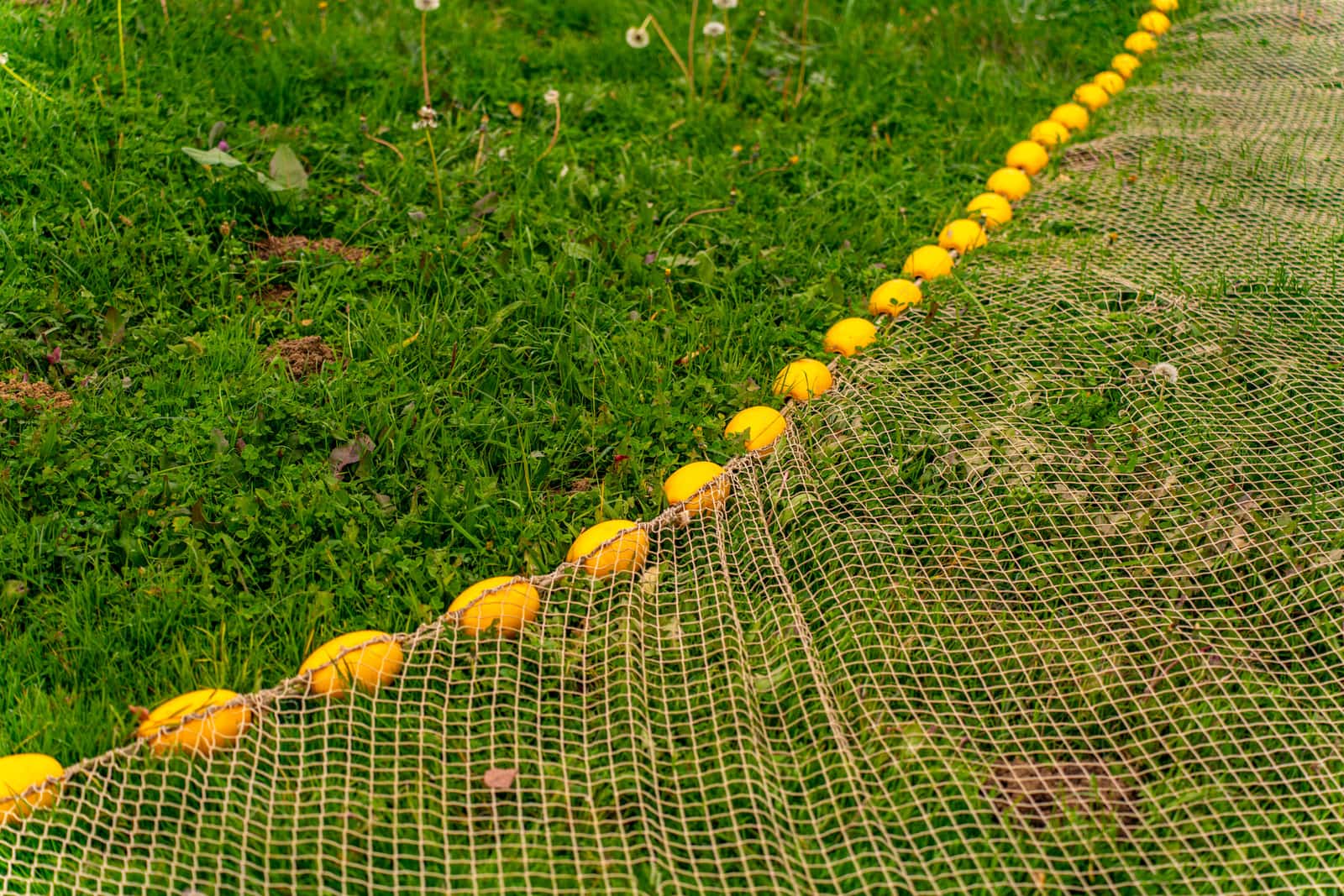 Fine netting stretched over a vegetable bed