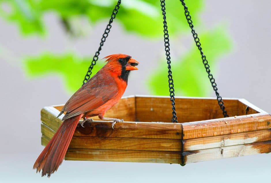 A northern cardinal perched on a wooden bird feeder