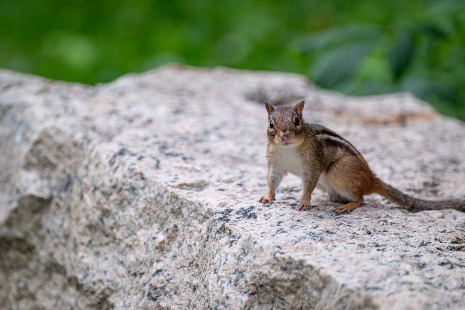 A chipmunk sitting on a rock in a garden