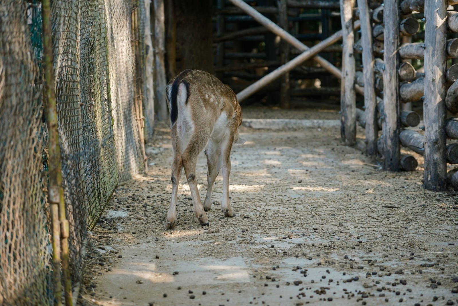 A deer standing near a garden fence