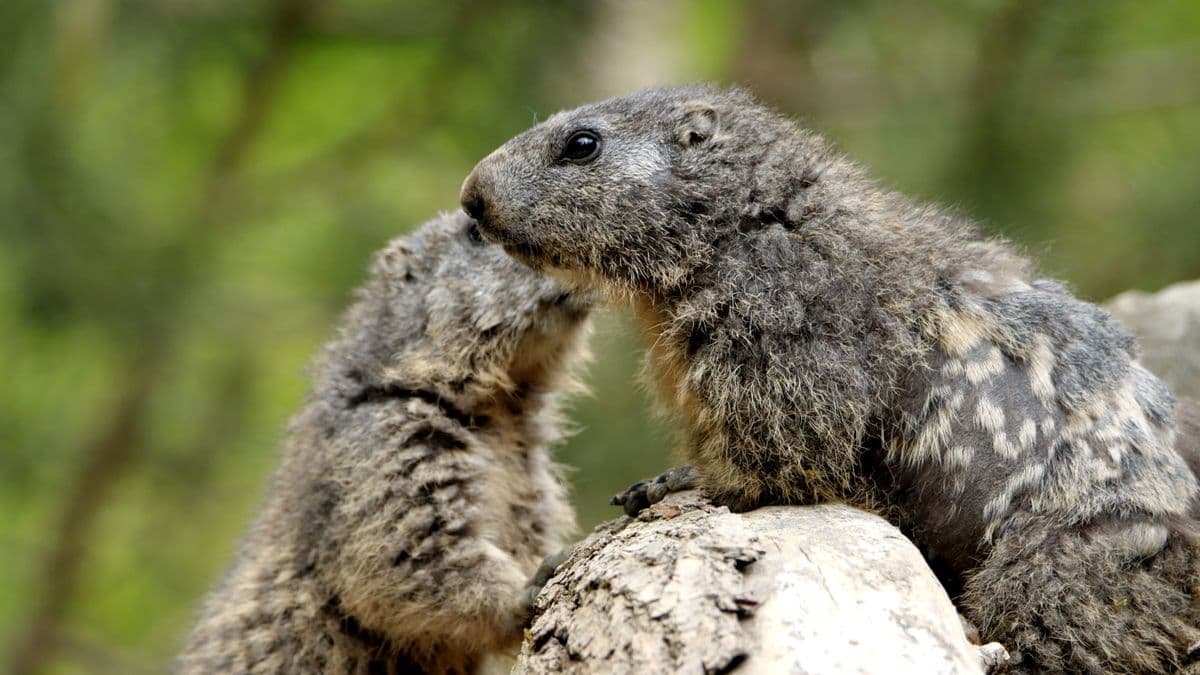 A groundhog sitting upright in grass