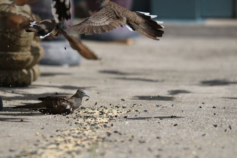 Doves feeding on grain scattered across the ground