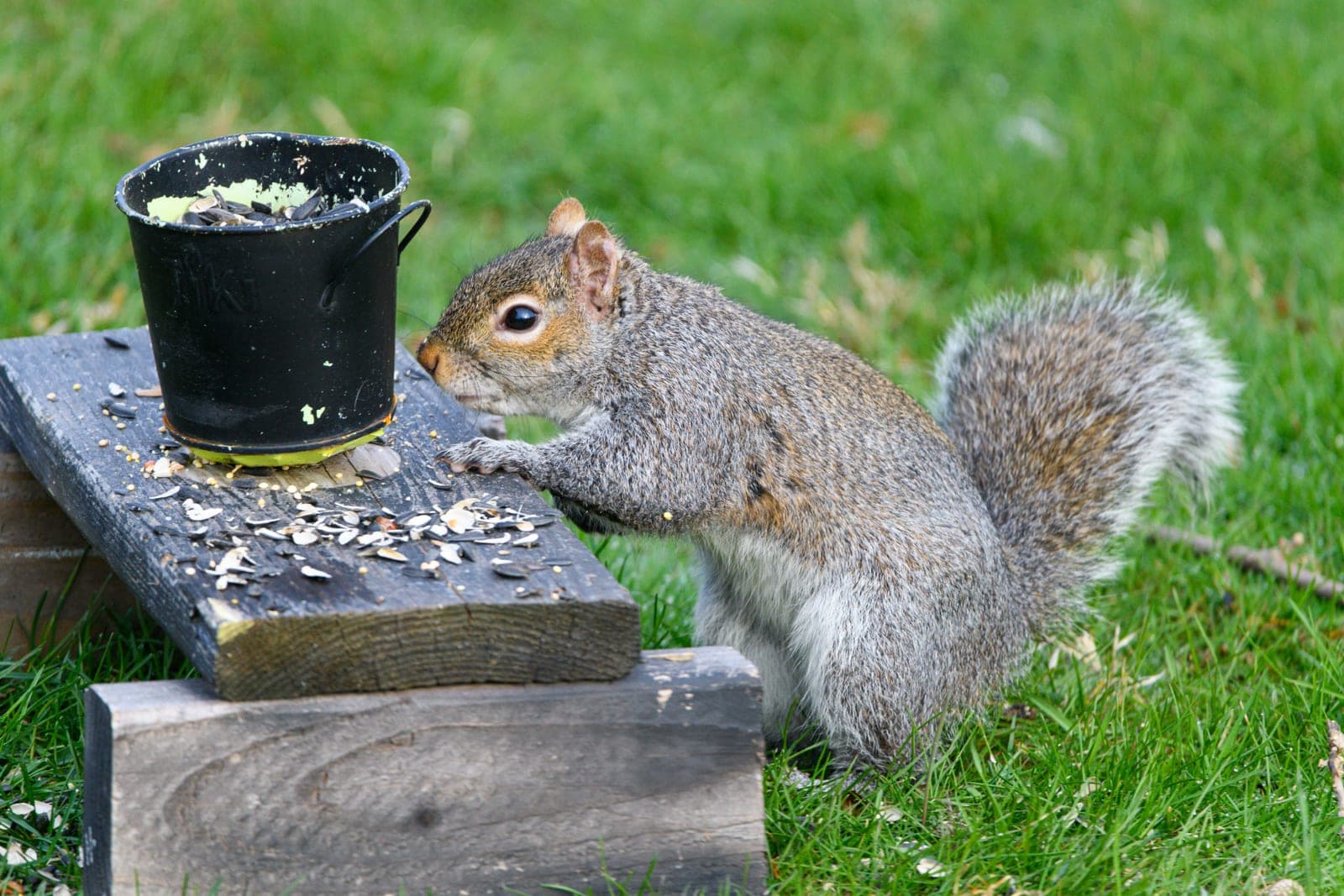 A squirrel beside a bird feeder in a garden