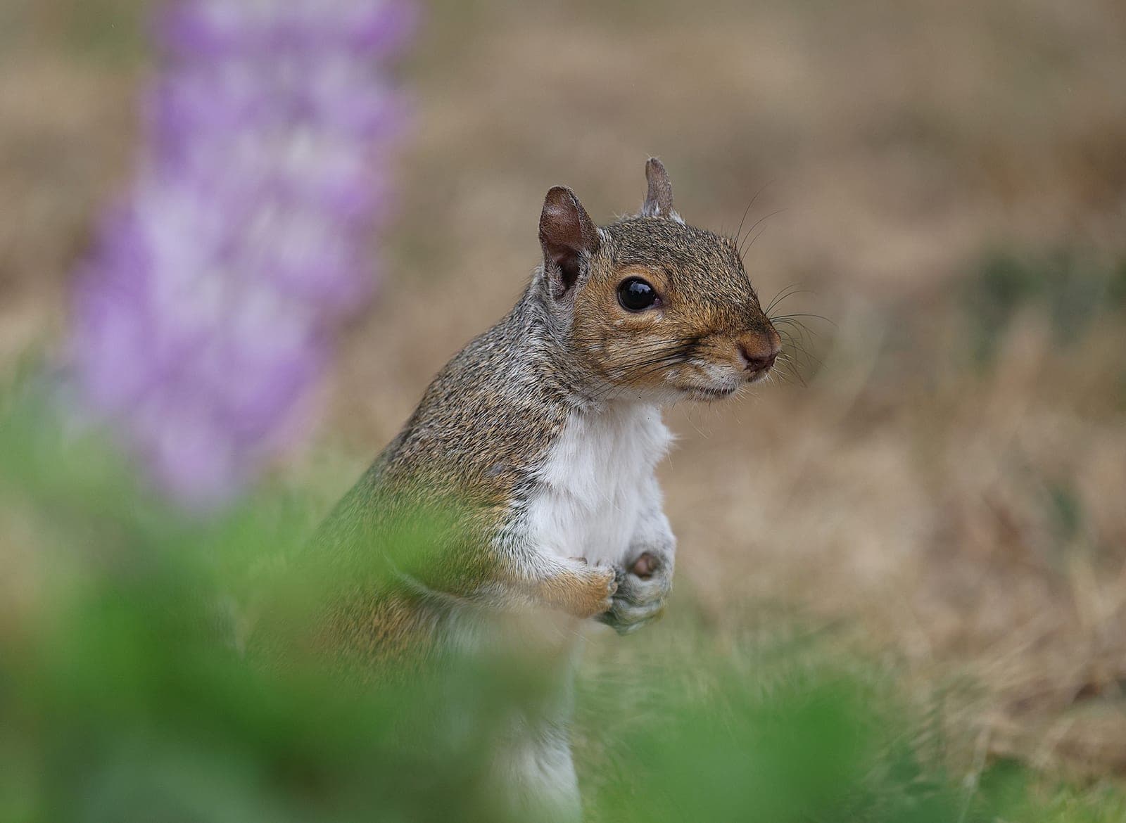 A squirrel among plants in a flower bed