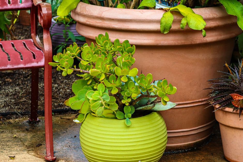 Potted succulents beside a red metal bench in a garden
