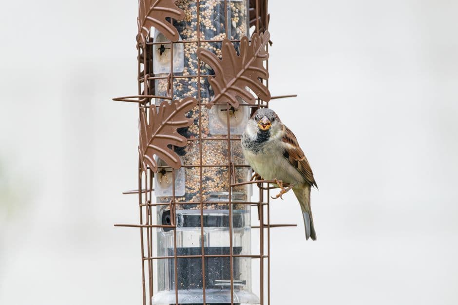 A sparrow perched on a bird feeder