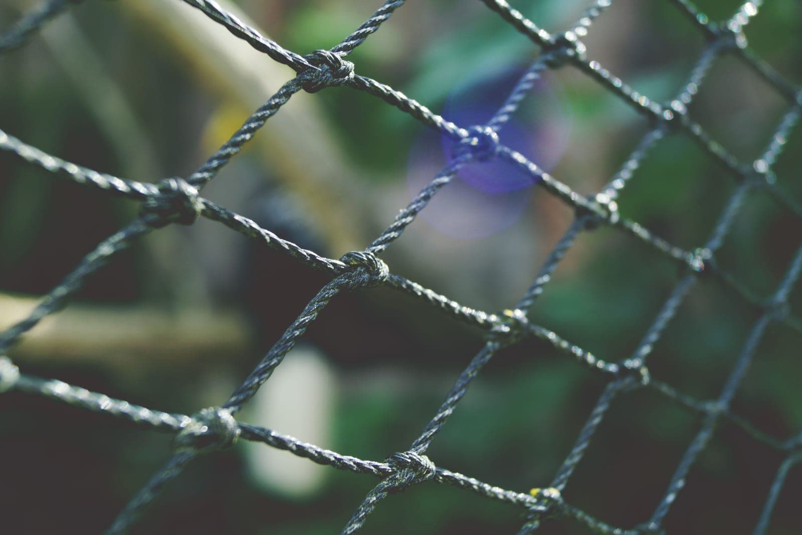 Mesh netting protecting garden plants