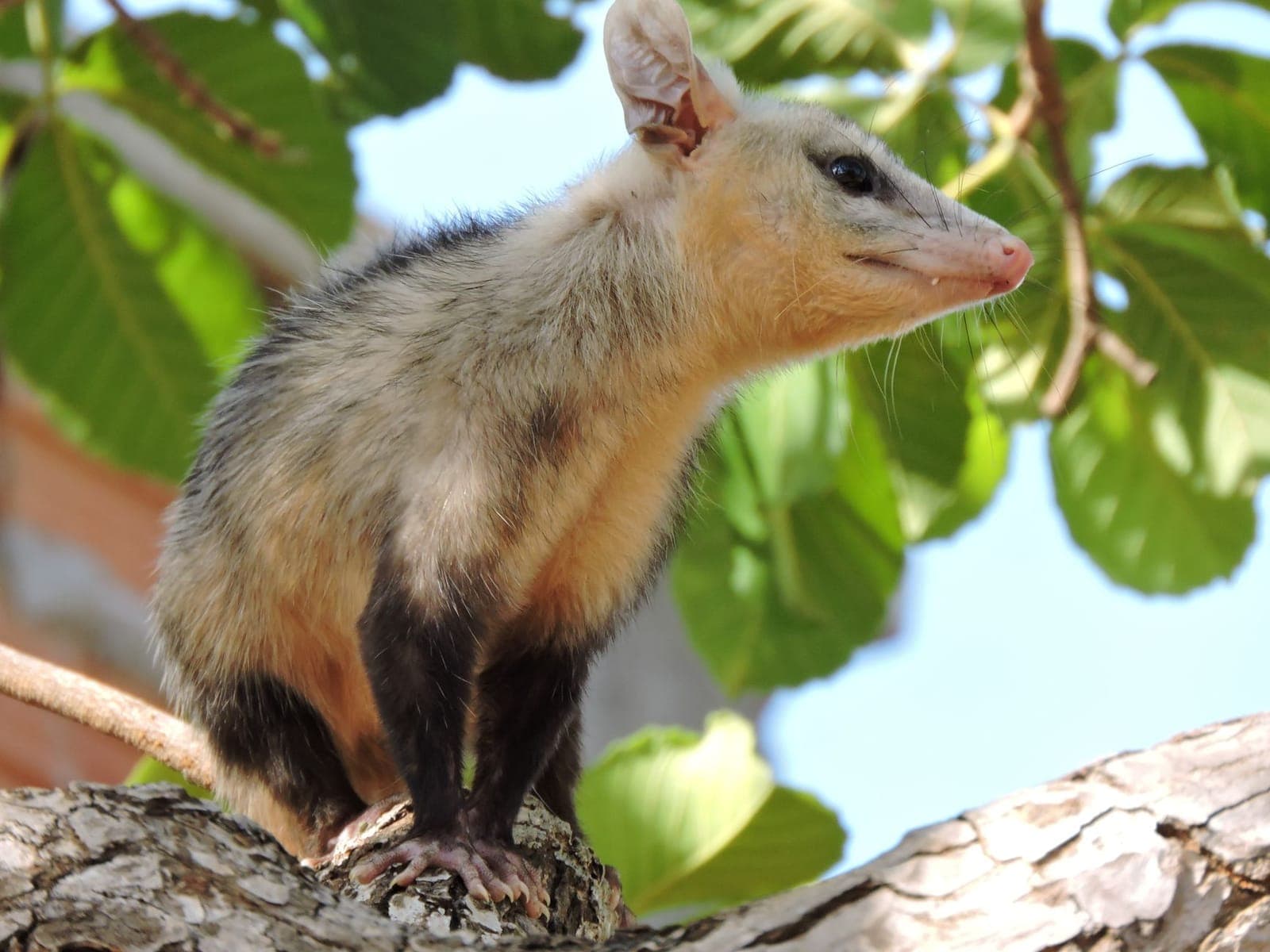 An opossum sitting on a tree branch among green foliage