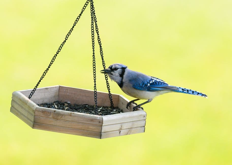 A blue jay feeding from a wooden bird feeder