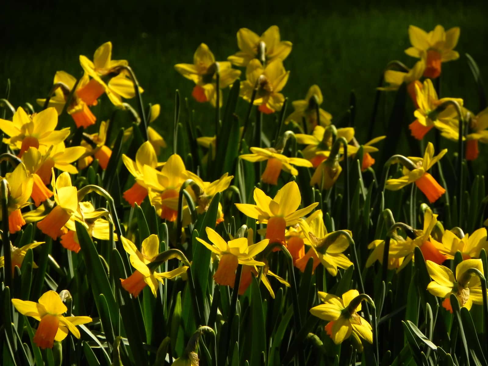 Daffodils flowering in a spring bed