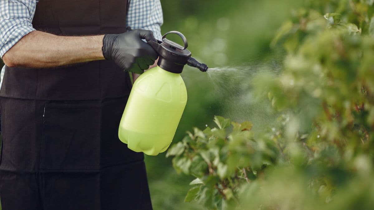A gardener spraying ornamental plants in a border