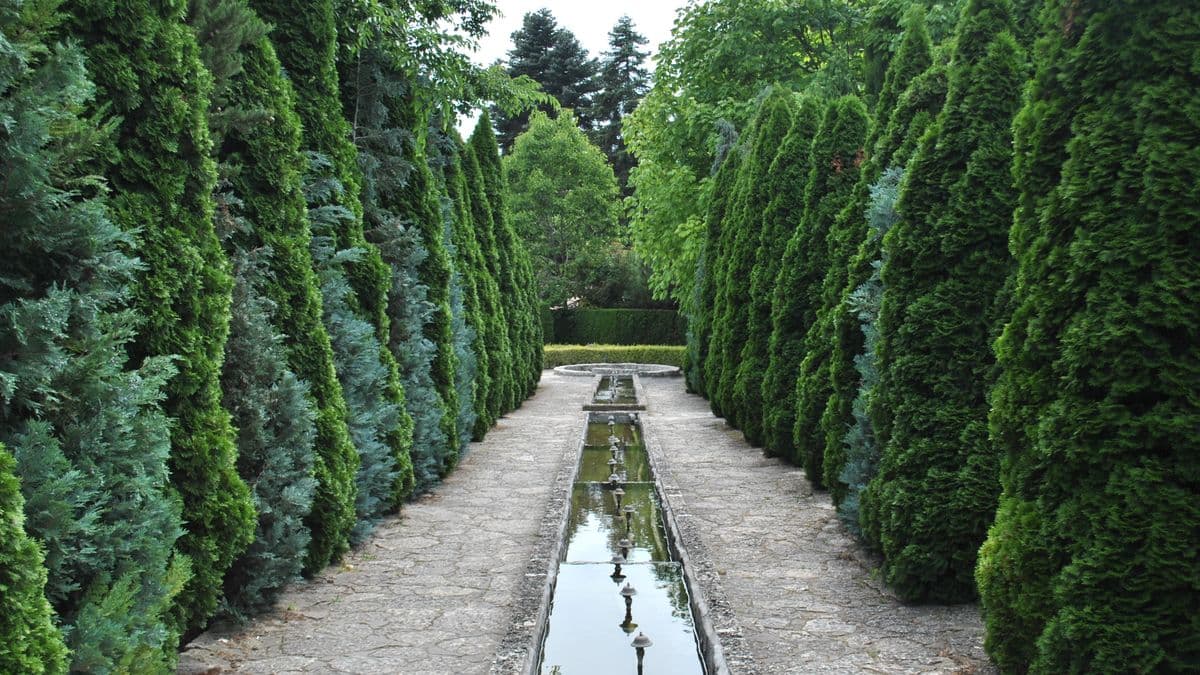 A garden pathway lined with tall evergreens
