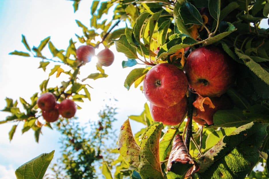 Red apples hanging from a branch in an orchard