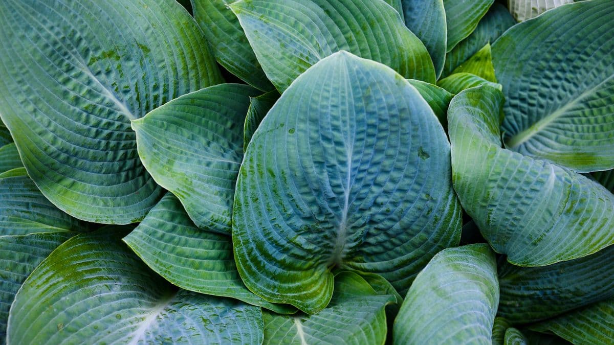 Broad-leaved hosta plants in a shaded garden bed