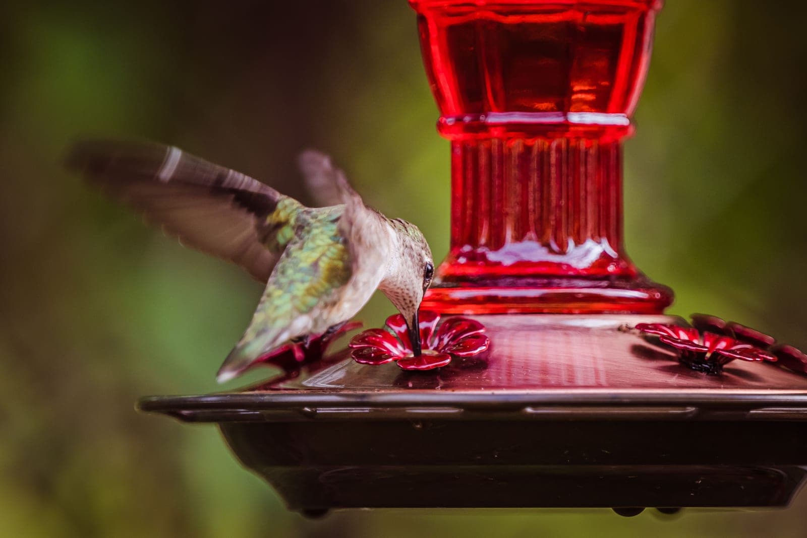 A hummingbird feeding at a nectar feeder