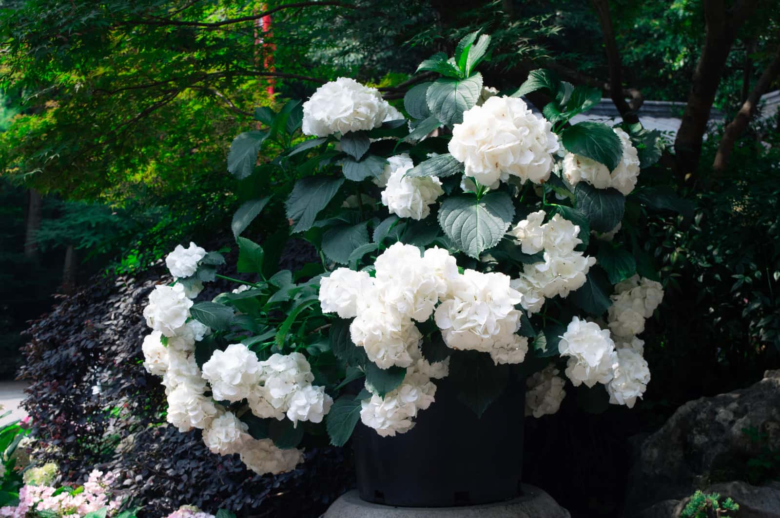 Hydrangea flowers in bloom in a garden