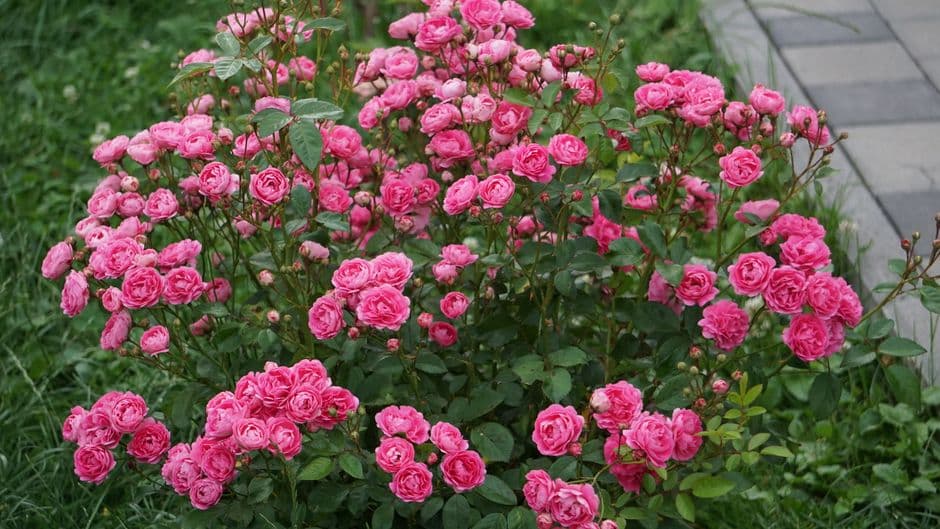 A pink rose bush in full bloom outdoors