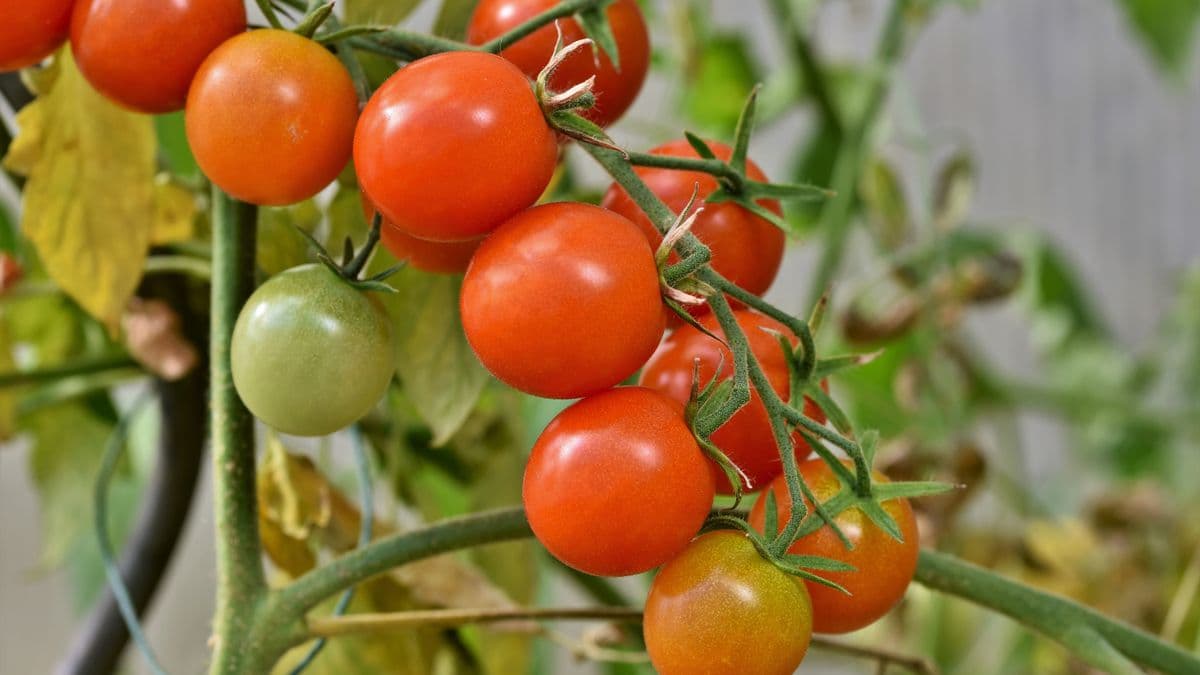 Ripening tomatoes on the vine in a vegetable garden
