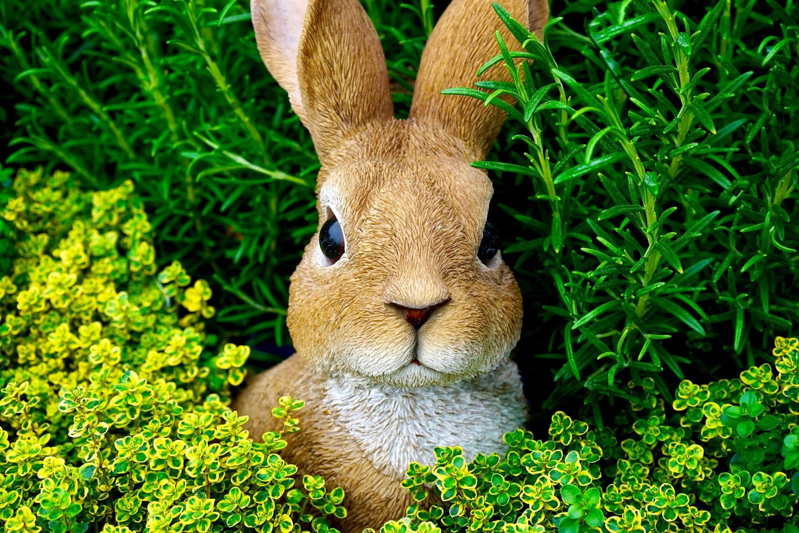 A rabbit sitting in garden grass