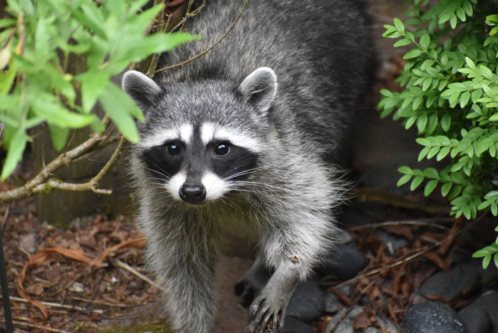 A raccoon in a backyard garden