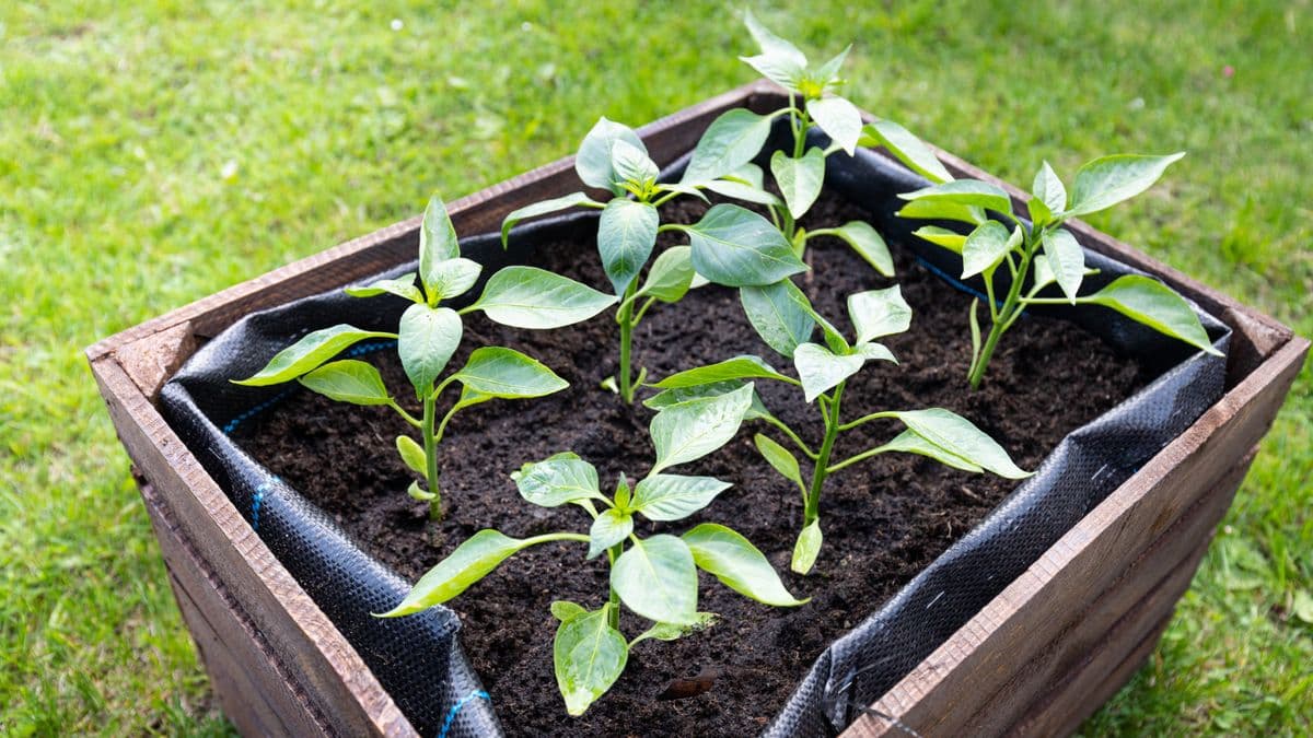 A wooden raised garden bed with young vegetable plants
