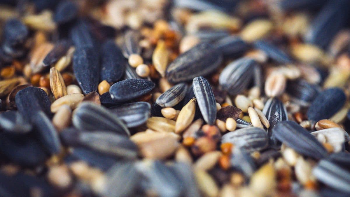 Mixed birdseed including sunflower and millet