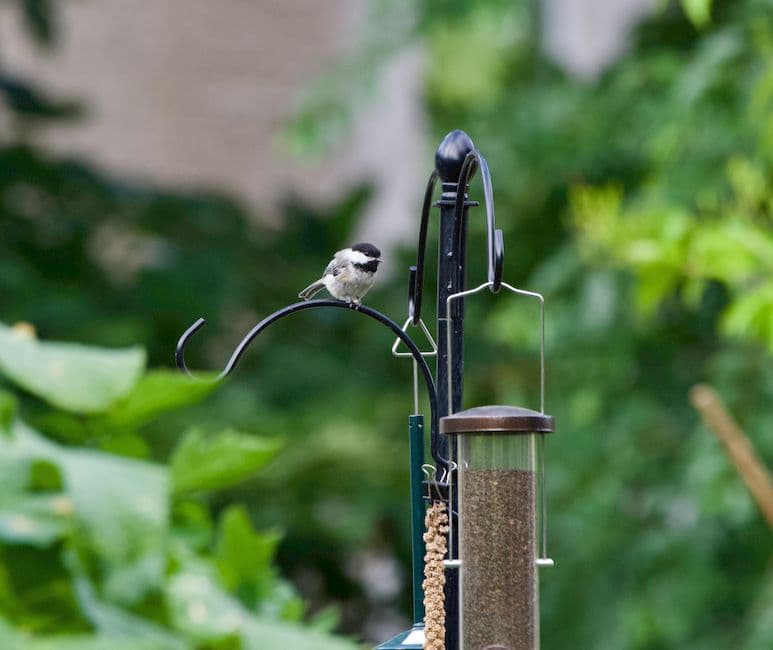 A chickadee perched on a bird feeder hook in a garden