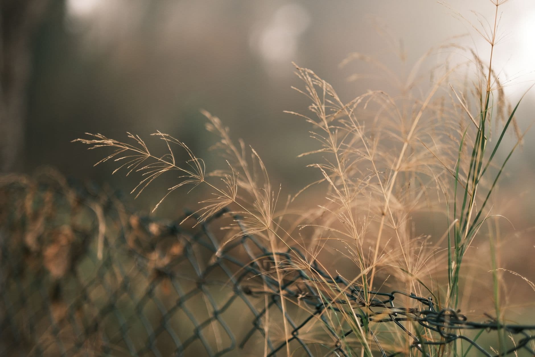 Grass growing up through the mesh of a wire fence laid close to the ground