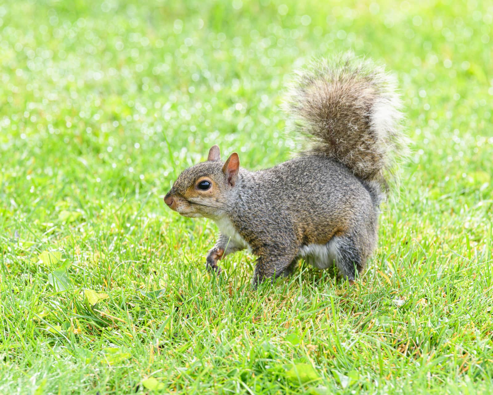 A gray squirrel reaching towards a food source